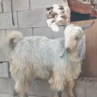 بیگ نر نژدی