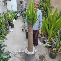 انوای گل اپارتمانی|گل و گیاه طبیعی|مشهد, پنجتن|دیوار