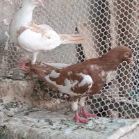 کفتر فروشی ۲عدد