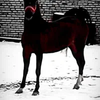 مادیان نوه سالار دو کره زرین سودرجان همراه با کره|اسب و تجهیزات اسب‌سواری|کاشان, صفی آباد|دیوار