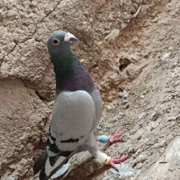 سه عدد کبوتر عالی با قیمت مفت