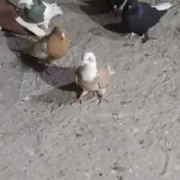 رنگی برای پروندن|پرنده|بهبهان, |دیوار