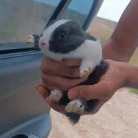 بچه خرگوش زرنگ