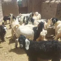بزوبزغاله