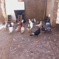 کفتر رنگه و المانی