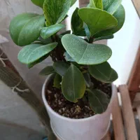 گل های شاداب|گل و گیاه طبیعی|بجنورد, |دیوار