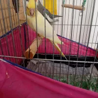 عروس هلندی