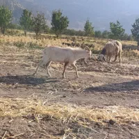 دوبر نر بز سانن|حیوانات مزرعه|فلارد, |دیوار