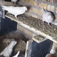 تهرانی خوب|پرنده|دورود, |دیوار