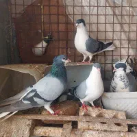 کفتر،کبوتر،پرنده