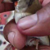 ماده سهره دو رگ