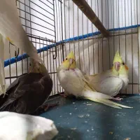 جوجه عروس هلندی|پرنده|قم, اسمعیل آباد|دیوار