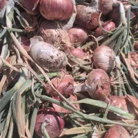 پیاز قرمز محلی بنو
