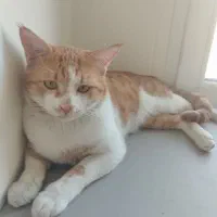 واگذاری رایگان گربه