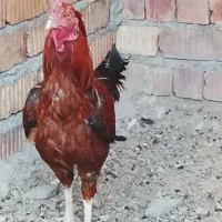 مرغ و خروس|حیوانات مزرعه|ایرانشهر, |دیوار