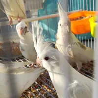 عروس هلندی آلبینو لوتینو سینامون