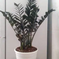 حراج گل و گیاه به قیمت خرید