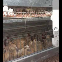 قفس پنج طبقه گالوانیزه|لوازم جانبی حیوانات|سلماس, |دیوار