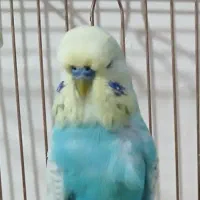 مرغ عشق انگلیسی|پرنده|ری, جوانمرد قصاب|دیوار