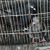 کبوتر گرفتی سبز نر زاغ ماده