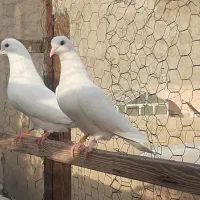 کفتر پرشی به شرط