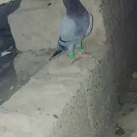کبوتر سبز نر