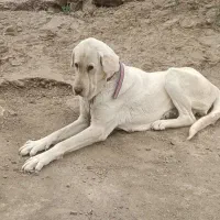 ماده دوساله پژدر