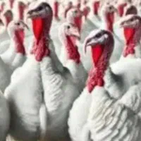 بوقلمون گوشتی