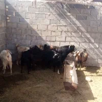 بزو دبر|حیوانات مزرعه|جنت, |دیوار