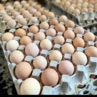 تخم مرغ محلی|خوردنی و آشامیدنی|کرمانشاه, |دیوار