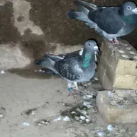 نرماده چی چاپی