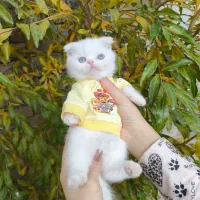 گربه اسکاتیش و بریتیش|گربه|ارومیه, |دیوار