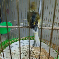 قناری ماده ابلغ پرتغالی فری درشت جوان