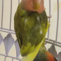طوطی کوتوله صورت هلویی و وایت فیس