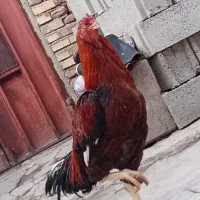 حیوانات خانگی