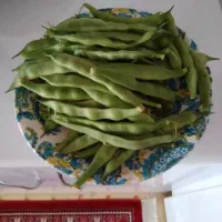لوبیای سبز روستای اولی