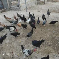 مشکی ورنگی