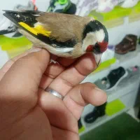 فروش سهره|پرنده|یزد, |دیوار