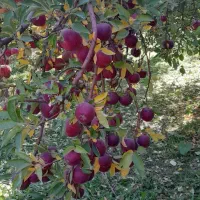گروه جوان برای چیدن میوه باغات کشاورزان عزیز