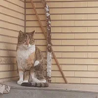 واگذاری گربه ماده یک و نیم ساله عقیم نشده