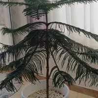 گل کاج طبقاتی