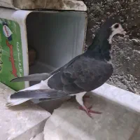 دمگیر ماده روزگاری|پرنده|برخوار, |دیوار