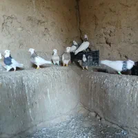 سلام‌.طوقی فروشی هفت‌رنگ‌..و زد پرتغالی|پرنده|آشخانه, |دیوار