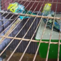 فروش مرغ عشق وفنج|پرنده|سمنان, |دیوار