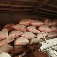 کاه گندم دیم دیم خرمن کوب