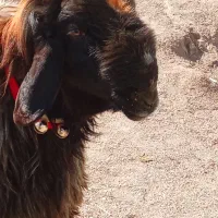 قوچ بختیاری