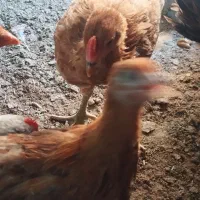5تا جوجه مرغ دو رگ