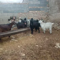 فروش بزوچپش ماده|حیوانات مزرعه|درودزن, |دیوار