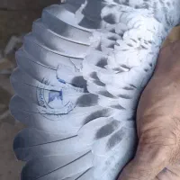 کبوتر مسافتی پلاکی|پرنده|حمیدیا, |دیوار