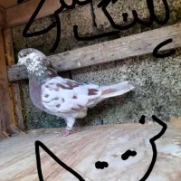 کبوتر کفتر  پرشی|پرنده|رشت, حومه رشت|دیوار